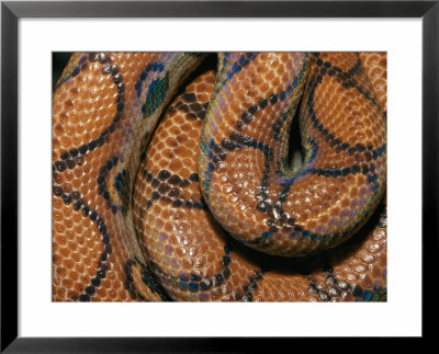 Detail Of The Scales And Design Of A Brazilian Rainbow Boa by Darlyne A. Murawski Pricing Limited Edition Print image