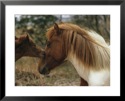 Wild Pony Foal Nuzzling Its Mother by James L. Stanfield Pricing Limited Edition Print image