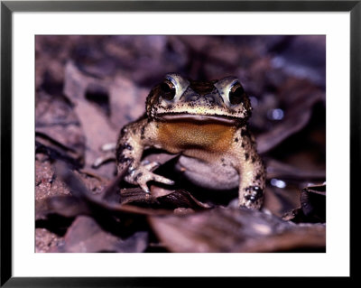 A Rain Forest Toad by Mattias Klum Pricing Limited Edition Print image