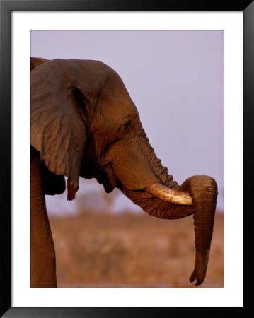 Old African Elephant Bull Resting His Trunk On His Tusk by Beverly Joubert Pricing Limited Edition Print image