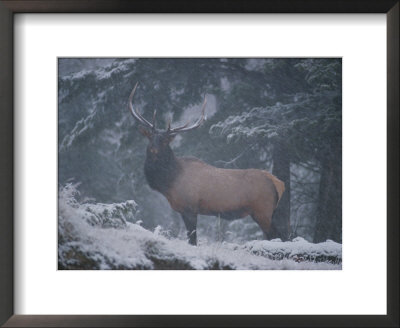 A Magnificent Bull Elk Stands Amidst The Snow by Raymond Gehman Pricing Limited Edition Print image