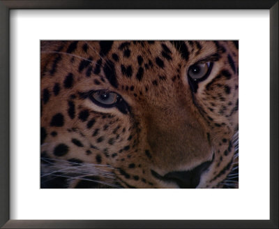 An Amur Leopard At The Minnesota Zoological Garden by Michael Nichols Pricing Limited Edition Print image