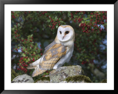 Barn Owl (Tyto Alba), On Dry Stone Wall With Hawthorn Berries In Late Summer, Captive, England by Steve & Ann Toon Pricing Limited Edition Print image