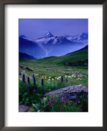 Alpine Flowers Beneath The Schreckhorn, Grindelwald, Bern, Switzerland by Gareth Mccormack Pricing Limited Edition Print image