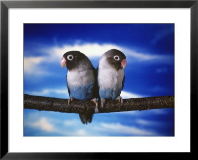 Blue Lovebirds Sitting On A Branch by Henryk T. Kaiser Pricing Limited Edition Print image