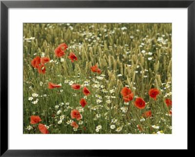 Papaver Rhoeas (Poppy) And Ox-Eye Daisy Growing Amongst Barley by Robert Estall Pricing Limited Edition Print image