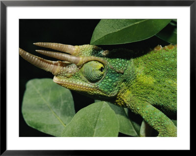 African Male Jacksons Chameleon (Chamaeleo Jacksonii) by Darlyne A. Murawski Pricing Limited Edition Print image