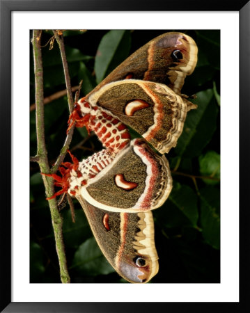 Mating Cecropia Moths by George Grall Pricing Limited Edition Print image