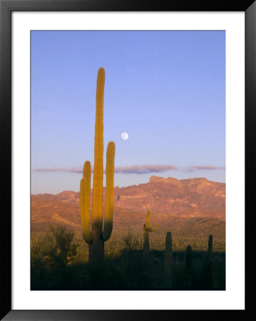 Moonrise Over Saguaro Cactus And Ajo Mountains, Organ Pipe National Monument, Arizona, Usa by Scott T. Smith Pricing Limited Edition Print image