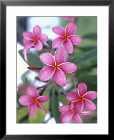 Plumeria In Bloom by Georgienne Bradley Pricing Limited Edition Print image