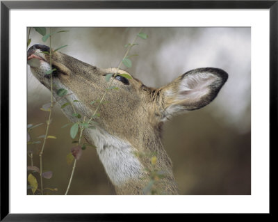 A White-Tailed Deer (Odocoileus Virginianus) Snacks On Leaves by Michael Fay Pricing Limited Edition Print image