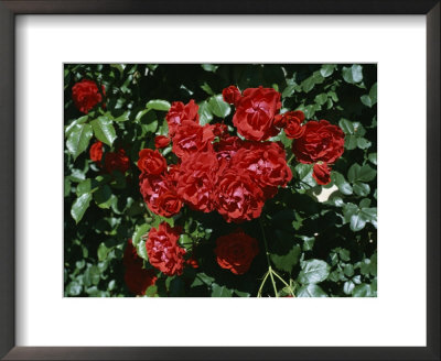 A Rose Garden In A Villa In Vicenza, Italy by Taylor S. Kennedy Pricing Limited Edition Print image