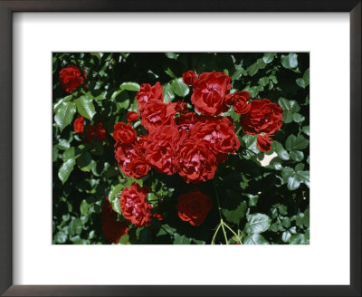 A Rose Garden In A Villa In Vicenza, Italy by Taylor S. Kennedy Pricing Limited Edition Print image