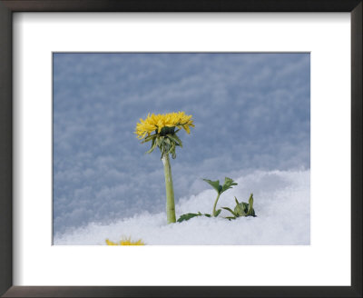 A Dandelion Pushes Up Through A Late Spring Snow by George F. Mobley Pricing Limited Edition Print image