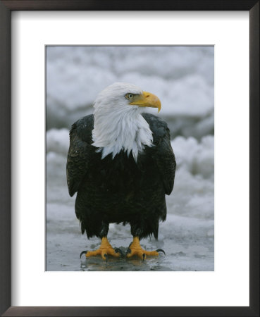 An American Bald Eagle Stands On The Shoreline by Klaus Nigge Pricing Limited Edition Print image