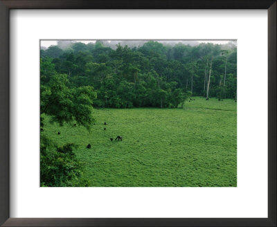 Elevated View Of Gorillas In A Forest Clearing, Or Bai by Michael Nichols Pricing Limited Edition Print image