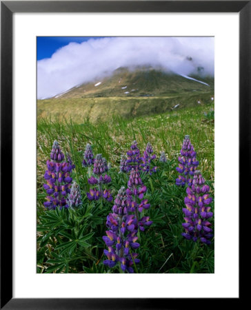 Beautiful Flowers Spring Up Around The Base Of A Mountain by Barry Tessman Pricing Limited Edition Print image