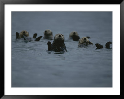 A Group Of Sea Otters, Enhydra Lutris, Rest On The Surface Of The Sea by Karen Kasmauski Pricing Limited Edition Print image