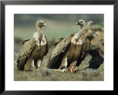 Griffon Vultures Eating As A Crow Watches Nearby by Klaus Nigge Pricing Limited Edition Print image