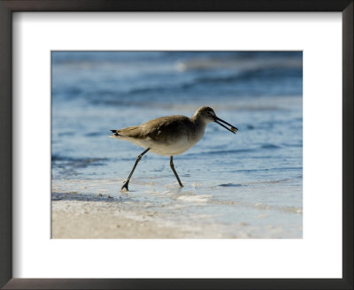 Closeup Of A Willet On A Beach, Sanibel Island, Florida by Tim Laman Pricing Limited Edition Print image