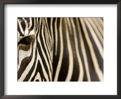 Closeup Of A Grevys Zebra's Face And Coat by Tim Laman Pricing Limited Edition Print image