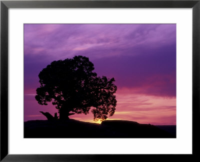 Utah Juniper At Sunset, Dead Horse Point State Park, Utah, Usa by Jamie & Judy Wild Pricing Limited Edition Print image