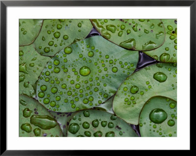 Early Morning Dewdrops On Lily Pads, Laurel Lake, Near Bandon, Oregon by Tom Haseltine Pricing Limited Edition Print image