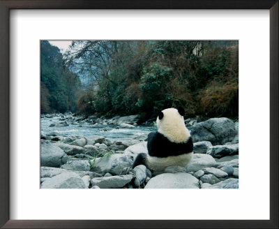 Giant Panda Eating Bamboo By The River, Wolong Panda Reserve, Sichuan, China by Keren Su Pricing Limited Edition Print image