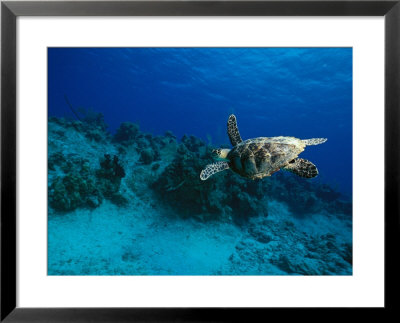 A Hawksbill Turtle Swims Along A Reef by Raul Touzon Pricing Limited Edition Print image