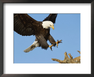 American Bald Eagle Comes In For A Landing On A Dead Tree Branch by Paul Nicklen Pricing Limited Edition Print image