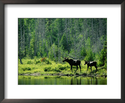 A Natural Salt Lick Lures Moose To The Shores Of Hidden Lake by Phil Schermeister Pricing Limited Edition Print image