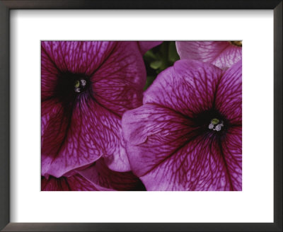 A Close View Of A New Variety Of Pink Petunias by Jonathan Blair Pricing Limited Edition Print image