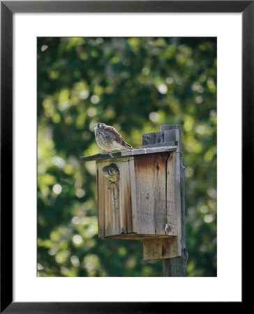 Common Kestrels Nest In A Bird House by Dr. Maurice G. Hornocker Pricing Limited Edition Print image