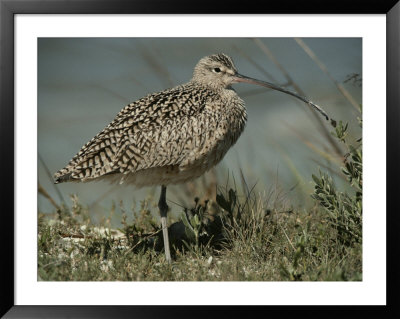 Close View Of A Curlew by Bates Littlehales Pricing Limited Edition Print image
