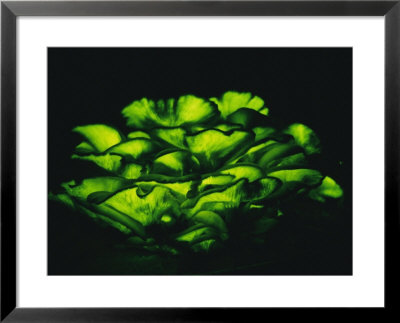 Jack-O-Lantern Mushrooms Glowing Green At Night by Darlyne A. Murawski Pricing Limited Edition Print image