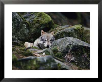 A Young Wolf Lies Partially Hidden Among Lichened Rocks by Mattias Klum Pricing Limited Edition Print image
