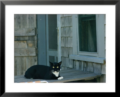 A Cat Sits On A Porch by James L. Stanfield Pricing Limited Edition Print image