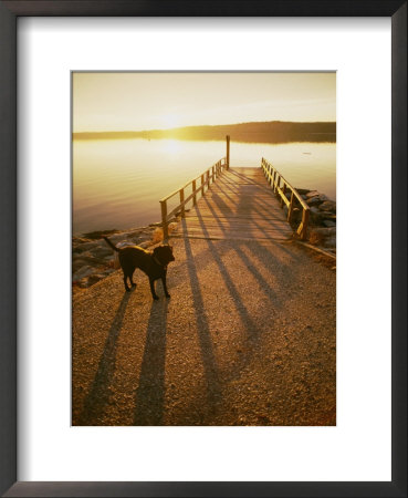 A Black Labrador Pauses By The Waterfront by Bill Curtsinger Pricing Limited Edition Print image