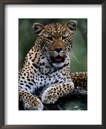Portrait Of A Male Ten-Month-Old Leopard (Panthera Pardus) by Chris Johns Pricing Limited Edition Print image