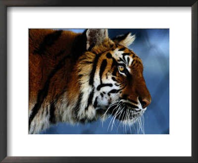 Close View Of A Young Indian Tiger by Michael Nichols Pricing Limited Edition Print image