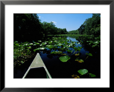 A Canoe Floats On A River Filled With Water Lilies by Raymond Gehman Pricing Limited Edition Print image