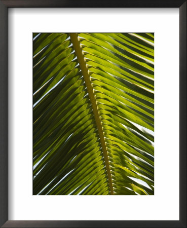 Palm Leaf, Nicoya Pennisula, Costa Rica, Central America by R H Productions Pricing Limited Edition Print image