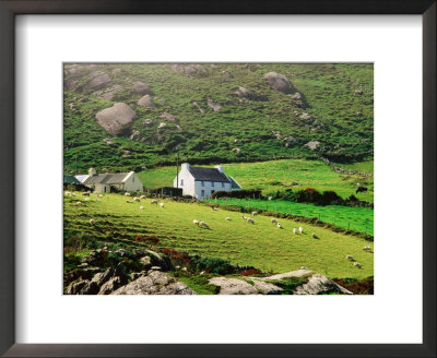 Sheep Grazing Near Farmhouses, Munster, Ireland by John Banagan Pricing Limited Edition Print image