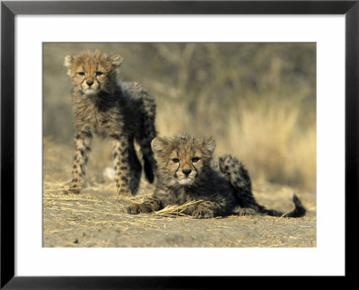 Cheetah Cubs, Acinonyx Jubatus, Duesternbrook Private Game Reserve, Windhoek, Namibia, Africa by Thorsten Milse Pricing Limited Edition Print image