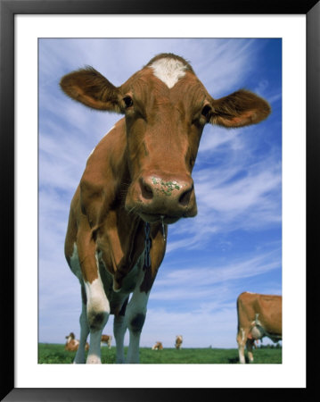 Guernsey Cows by Lynn M. Stone Pricing Limited Edition Print image