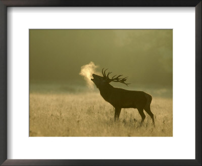 Red Deer, Stag Roaring, Uk by Mark Hamblin Pricing Limited Edition Print image