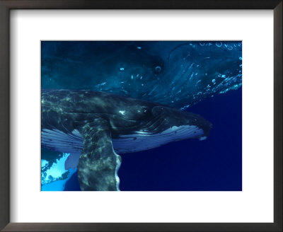 Humpback Whales, Hawaii by David B. Fleetham Pricing Limited Edition Print image