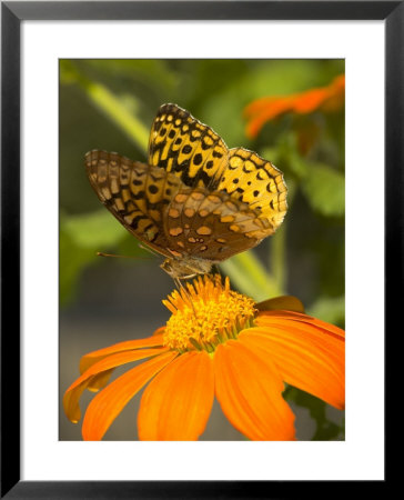 A Skipper-Type Butterfly Feeding On An Orange Flower by Darlyne A. Murawski Pricing Limited Edition Print image