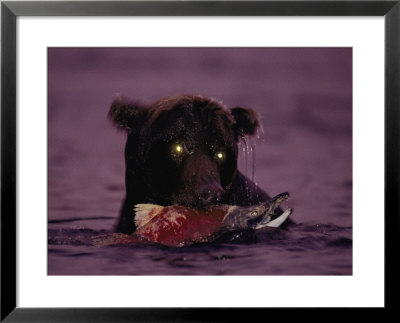 A Grizzly Bear Night Fishing For Salmon by Joel Sartore Pricing Limited Edition Print image