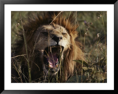 A Lion Yawns by Jodi Cobb Pricing Limited Edition Print image